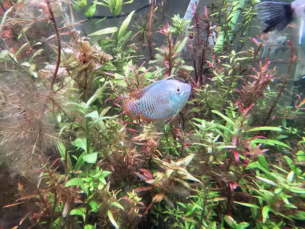 Peces de Aquareto
