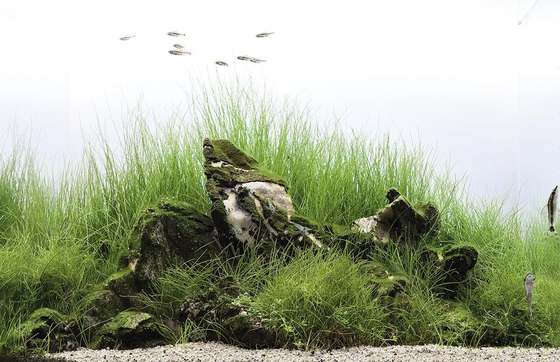 Acuario plantado