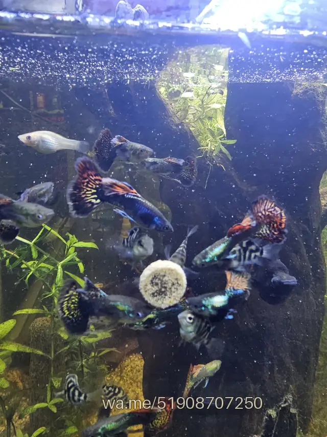 Guppy Dragón, P-02: foto real de nuestro stock