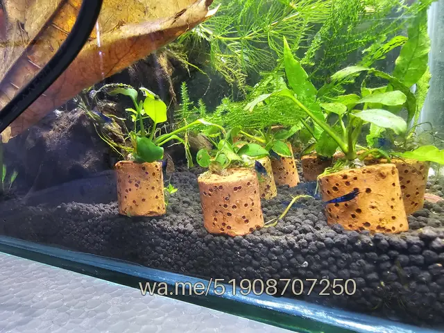 Anubia Nana, PL-01: foto real de nuestro stock